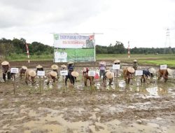 Hadiri Tanam Padi Perdana, Wabup Sanggau Minta Petani Semangat