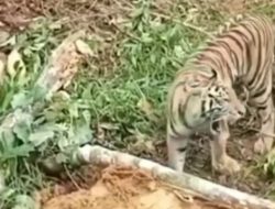 Harimau Muncul Saat Petani Sawit Membersihkan Lahan dengan Alat Berat