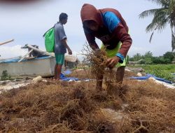 Harga Rumput Laut Anjlok, Pembudidaya Merugi
