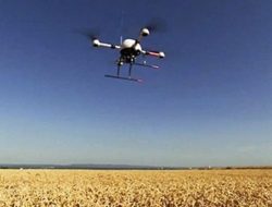 Bercocok Tanam Bunga Matahari dengan Drone