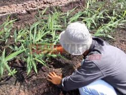 Petani Teluk Empening Kirimkan 1,5 Ton Jahe Ke Pasar di Pontianak Perhari