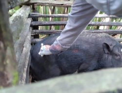 Cegah Penyebaran ASF Meluas, Petugas Suntikan Serum Ke Ternak Babi di Entikong