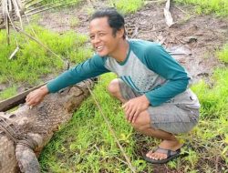 Buaya Panjang 4 Meter Ditangkap Warga Pulau Maya