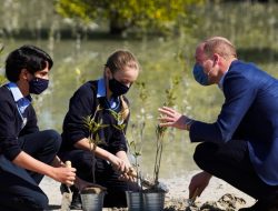 Pangeran William Tanam Pohon di Hutan Bakau Abu Dhabi