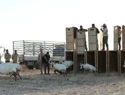 Yordania Lepasliarkan 20 Oryx Arab ke Suaka Margasatwa Shaumari