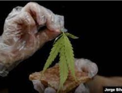 Thailand Resmi Izinkan Penggunaan Ganja