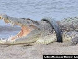 Setelah 6 Tahun, Ban di Leher Buaya Palu Berhasil Dilepas
