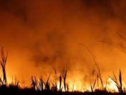 Kebakaran Hutan Argentina Sebabkan Hewan Terbakar Saat Kabur dari Api