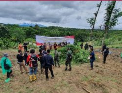 6,28 Hektare Ladang Ganja Ditemukan di Aceh, Berawal dari Ungkap Kasus di Lampung
