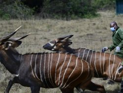 Bongo Gunung Berada di Ambang Kepunahan