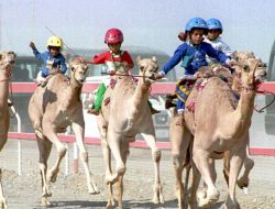Olah Raga Kuno Balap Unta Digelar pada Festival Saif Al Ittihad di Oman