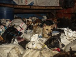 Konsumsi Daging Anjing: Mitos Dilawan Lewat Surat Edaran (Bag 2)