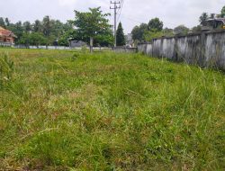 Rumput Tebal Hiasi Kantor Camat Sungkai Utara