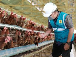 Gunakan Listrik PLN, Peternak Ayam Milenial di Sulsel Bisa Hemat Biaya Operasional