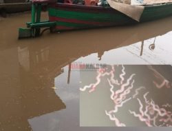 Seram! Ribuan Hewan Air Aneh Penuhi Parit Desa Sungai Burung Segedong