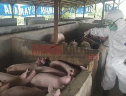Diduga Terjangkit Virus ASF, Ribuan Babi Mati Mendadak di Sanggau