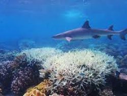 Great Barrier Reef Alami Pemutihan Karang yang Meluas