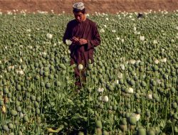 Taliban Larang Produksi Opium