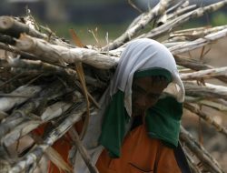 DPR: Tekan Impor Gula, Tanam Tebu di Lahan Negara