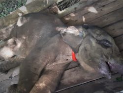 Dua Gajah Sumatra Ditemukan Mati di Langkat