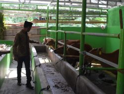 Perbaikan Ekonomi, Bangun Kelompok Ternak