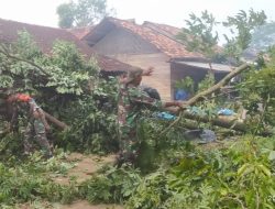 Pasca Angin Puting Beliung, Babinsa dan Warga Bersihkan Pohon Tumbang