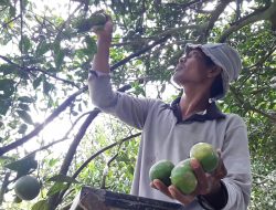 Berkah Ramadan, penjualan meningkat, Petani Jeruk Untung
