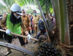 Bupati Landak Panen Perdana Peremajaan Sawit Rakyat Program Presiden