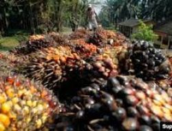 Jokowi: Sebuah Ironi, Indonesia Produsen Sawit Terbesar Dunia, Tapi Langka Minyak Goreng