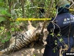 Ditangkap, Dua Tersangka Pembunuh Tiga Harimau Sumatra di Aceh
