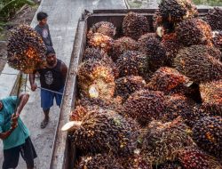 Sawit Tak Bisa Sepenuhnya Berorientasi Profit