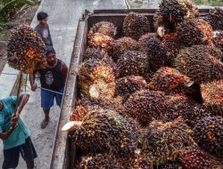 Larangan Ekspor Minyak Sawit Indonesia Tidak Ancam Pasokan Uni Eropa