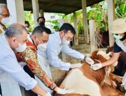 Pakar: Pemerintah Perlu Tetapkan Status Darurat terhadap Wabah PMK pada Hewan Ternak