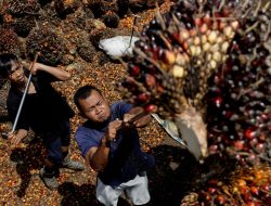 Perubahan Kebijakan Indonesia Beri Malaysia Keunggulan di Pasar Minyak Sawit India