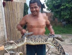 Dari 7 Ekor Buaya yang Terlihat, Baru Satu Ekor yang Berhasil Ditangkap Warga Perumahan Al Ghony Residence Tanah Mas