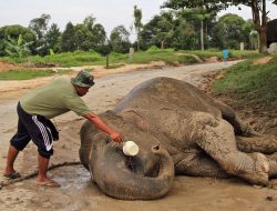 Diduga Diracun, Gajah Sumatra Tewas