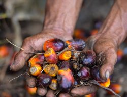 Pembukaan Keran Ekspor CPO Harus Diikuti Perbaikan Tata Kelola Sawit