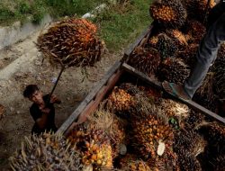 Harga Buah Sawit Belum Normal Meski Ekspor Bahan Baku Minyak Goreng Dibuka