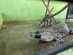 Balai KSDA Sumbar Evakuasi Buaya di Sungai Sapiah Padang