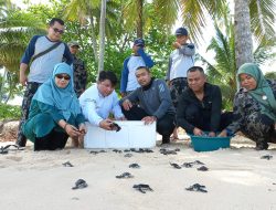 Peringati Hari Penyu Sedunia, Pemprov Sumbar Rilis 230 Ekor Tukik dan Lakukan Aksi Bersih Pantai