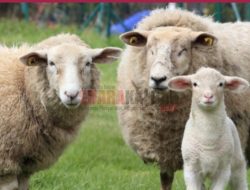 Setelah 178 Sapi Sembuh, Kini Giliran 5 Kambing yang Kena Virus PMK di Kabupaten Mojokerto