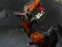 Judi Sabung Ayam di Sumba Timur Digerebek, 10 Orang Ditangkap, Ayam hingga Uang Disita