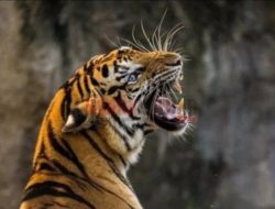 Jual Kulit dan Tulang Belulang Satwa Dilindungi, Dua Pelaku di Aceh Diringkus Tim yang Menyamar sebagai Pembeli