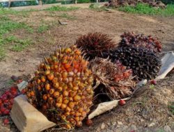 Larangan Ekspor Sawit Mulai Berdampak kepada Petani, Harga TBS Turun Drastis