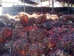 Disbunak Kalbar Ingatkan Pabrik Penetapan Harga TBS Sawit Diatur Pemerintah