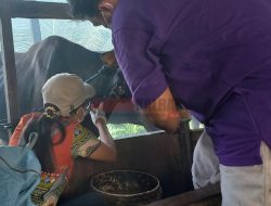 Waspada Beberapa Sapi di Sanggau Susfect PMK, Ini Jumlahnya