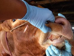 28 Ekor Sapi dan 5 Ekor Kambing di Kabupaten Kubu Raya Terjangkit PMK