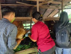 Peternak di Kubu Raya Diimbau tidak Ambil Sapi dari Daerah Tertular PMK
