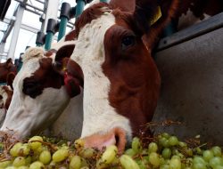 Tingkatkan Produksi Susu dengan Bahan Sisa Produksi Rum