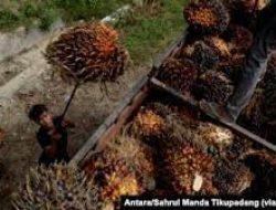 Pabrik Tak Patuhi Aturan Harga Buah Sawit, Petani Menjerit